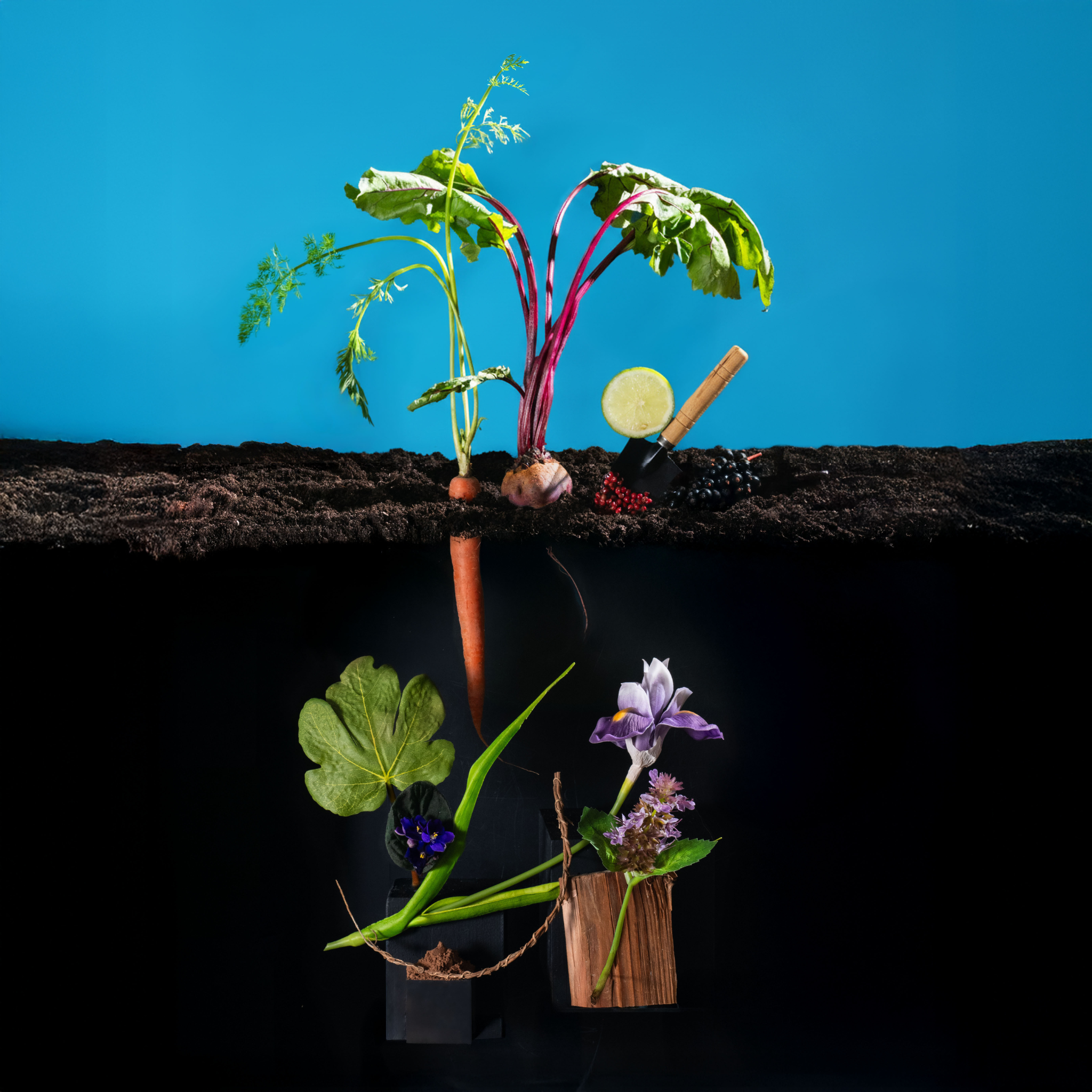 Garden-inspired cross-section still life: carrots and beet greens growing in dark soil against a blue background, with a lime slice, berries, and small trowel, and flowers and wood arranged below ground.