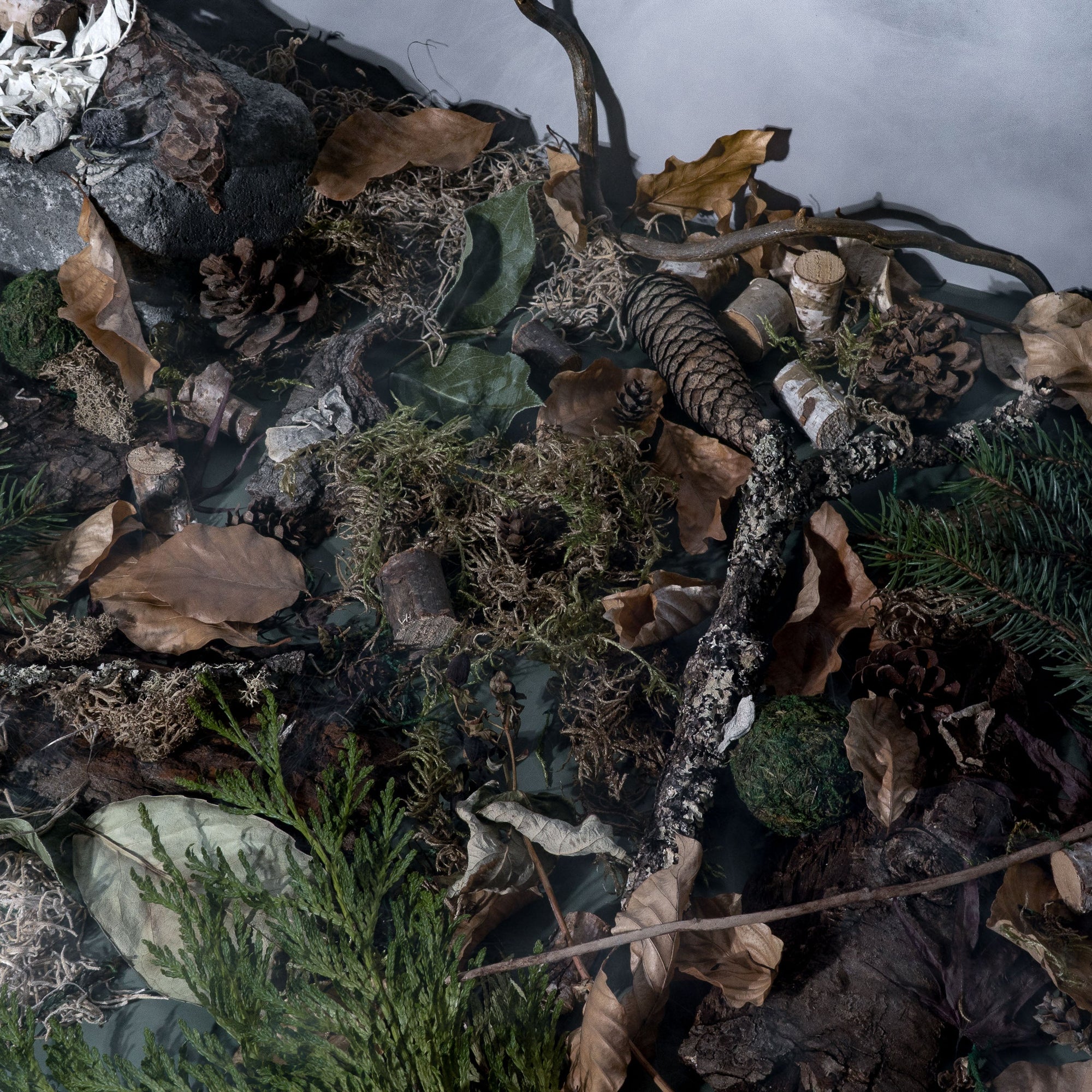 Moody forest-inspired flat lay, for a fragrance oil, featuring pinecones, dried leaves, moss, bark, twigs, evergreen branches, and rocks. The earthy composition evokes the atmosphere of a misty woodland floor, rich in natural textures and grounding fragrance notes.