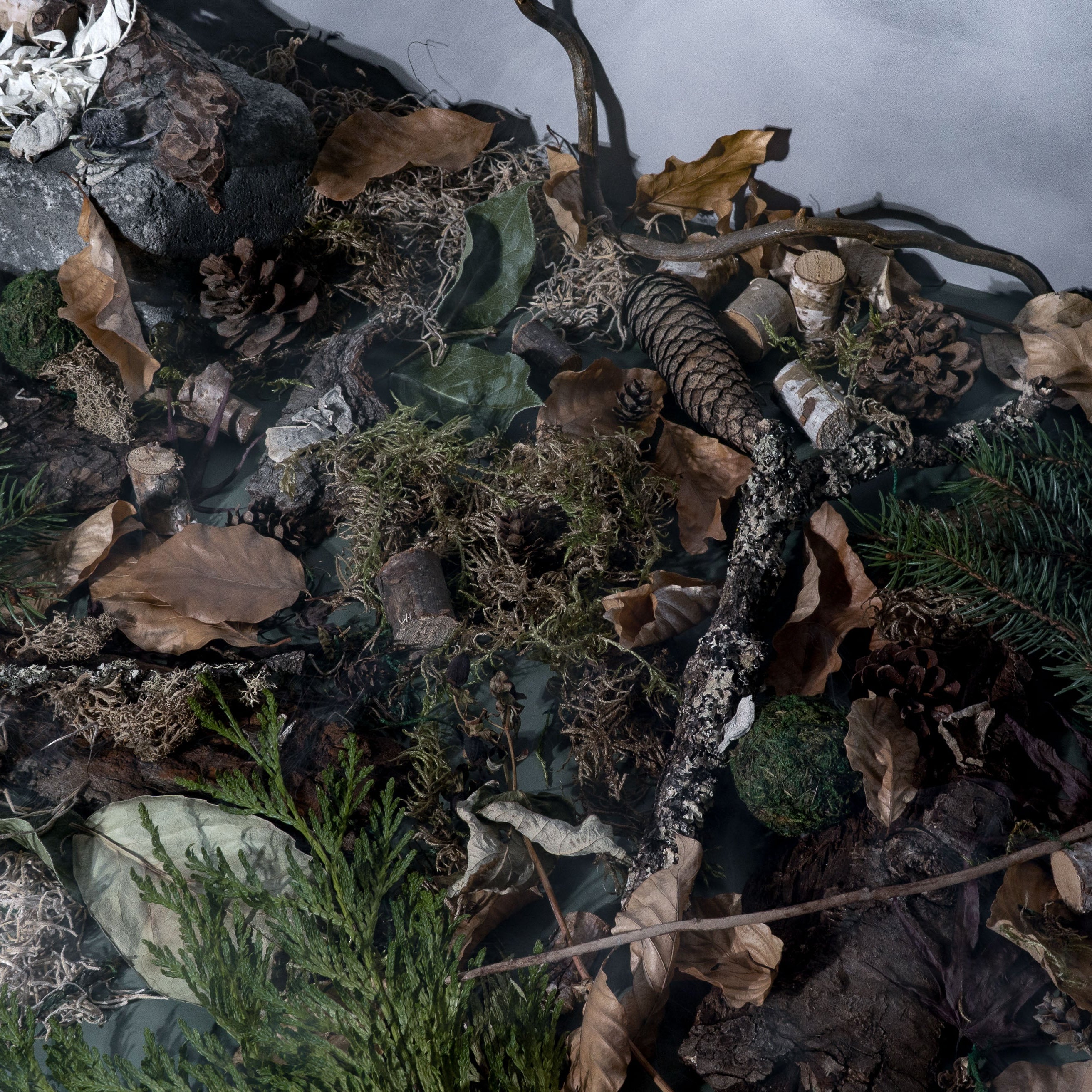Moody forest-inspired flat lay, for a fragrance oil, featuring pinecones, dried leaves, moss, bark, twigs, evergreen branches, and rocks. The earthy composition evokes the atmosphere of a misty woodland floor, rich in natural textures and grounding fragrance notes.