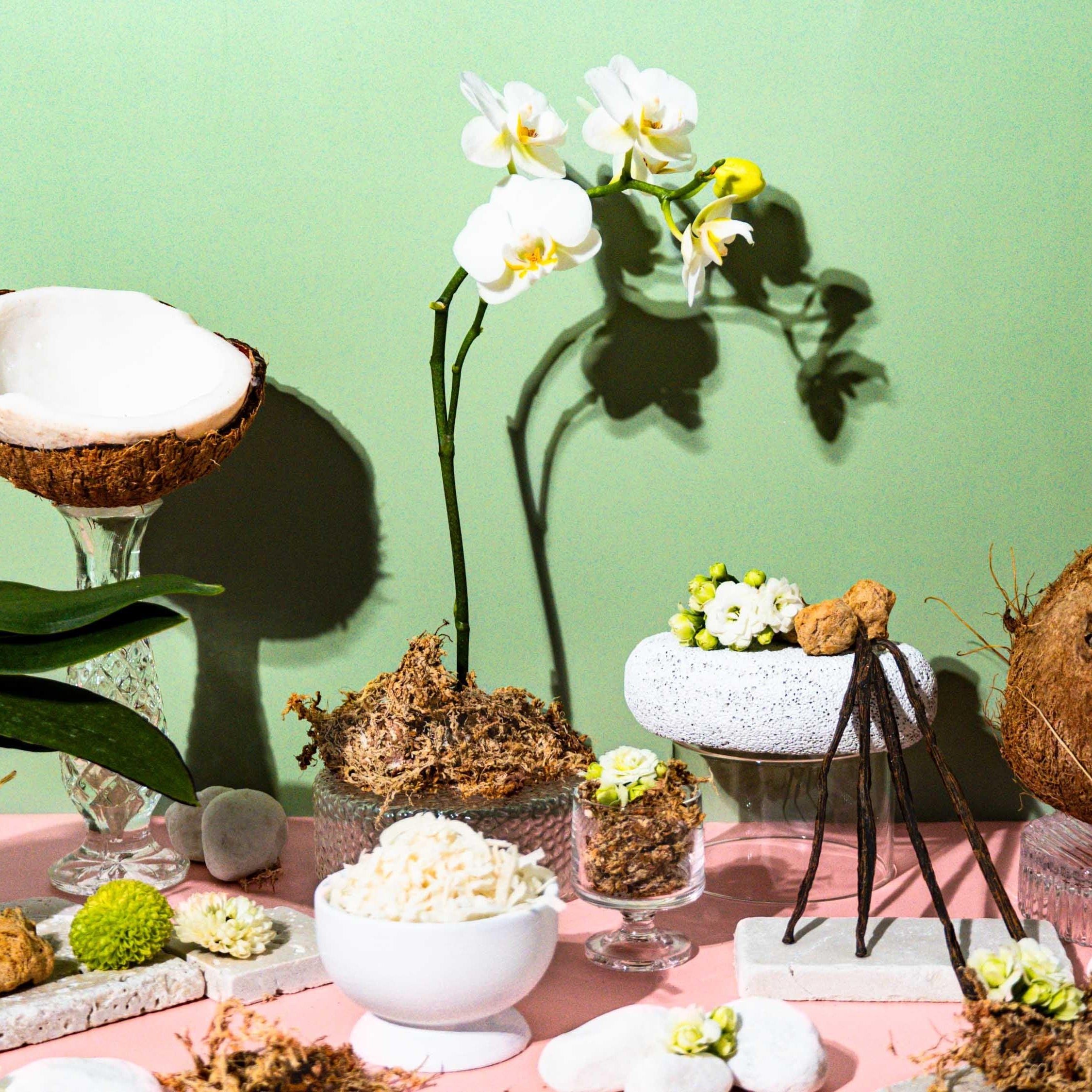 A still life setup featuring a broken coconut husk, vanilla beans, and various other plant-based items likely used for natural fragrance.