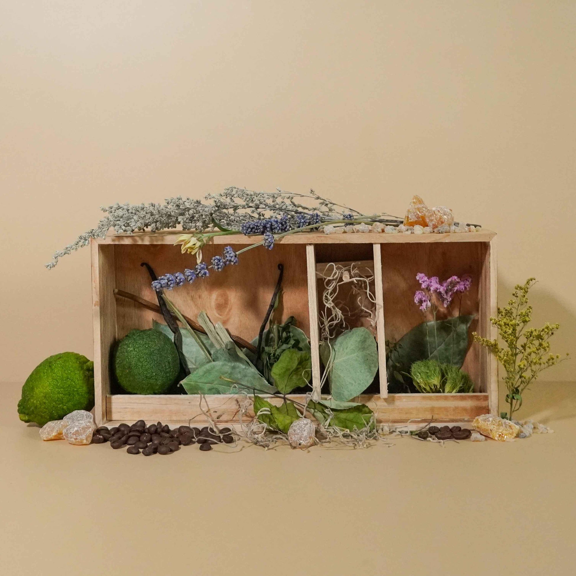 A display of various botanicals including green leaves, flowers, and spices arranged in a wooden box, likely used to represent the fragrance notes of a perfume or fragrance oil.