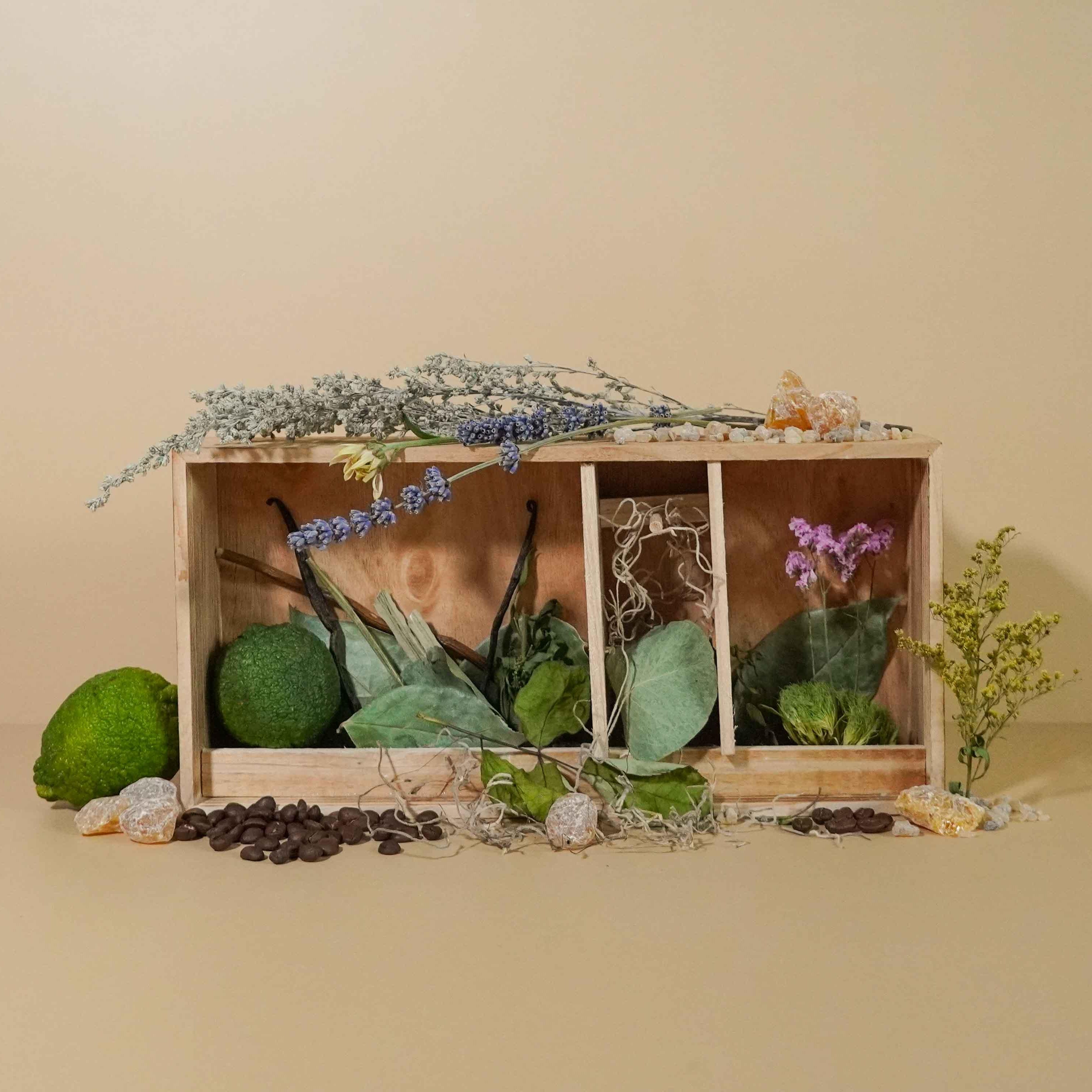 A display of various botanicals including green leaves, flowers, and spices arranged in a wooden box, likely used to represent the fragrance notes of a perfume or fragrance oil.